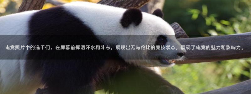 完美电竞世界官网：电竞照片中的选手们，在屏幕前挥洒汗水和斗志，展现出无与伦比的竞技状态，展现了电竞的魅力和影响力。