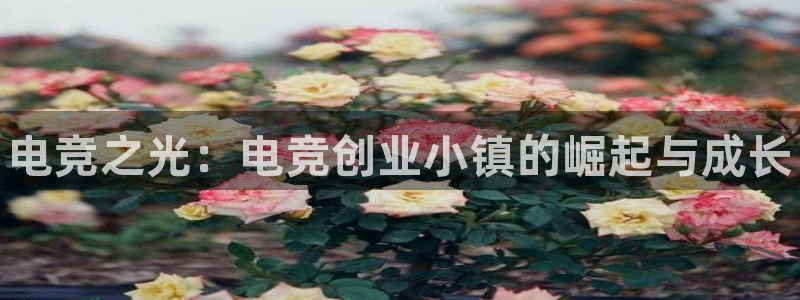 完美电竞查询