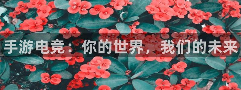 完美电竞账号