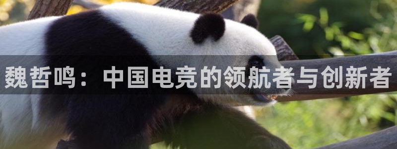 完美电竞app：魏哲鸣：中国电竞的领航者与创新者