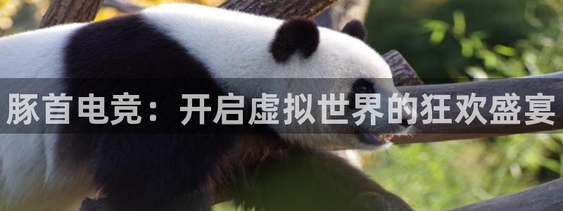 完美电竞手机app：豚首电竞：开启虚拟世界的狂欢盛宴